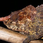 new-species-madagascar-10-years-chameleon-long-nose_36305_big