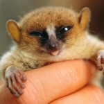 top-ten-most-threatened-forests-mouse-lemur-madagascar_32114_big