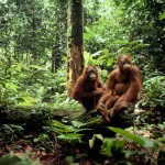 top-ten-most-threatened-forests-sundaland-orangutans_32119_big