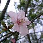 250px-Prunus_jamasakura1