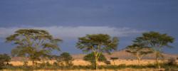 091228-great-green-wall-trees-senegal-sahara-desert_big